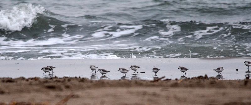 Piovanello tridattilo